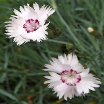 Yabani Karanfil Nedir? Özellikleri, Yetiştiği Yerler Ve Kullanımı