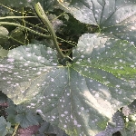 Kabakgillerde Külleme Hastalığı Belirtileri, Nedenleri Ve Mücadelesi