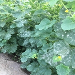 Kabakgillerde Külleme Hastalığı Belirtileri, Nedenleri Ve Mücadelesi