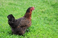 Tavuklar Ne Zaman Aşılanmalı? Tavuklar Ne Zaman Aşılanmalı?