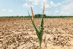 Bitkilerde Kuraklık (Su) Stresi Nedir?