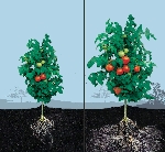 Mikoriza Gübrelemesi Nedir?