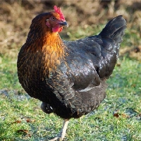 Tavukçuluk Karlı Mı?