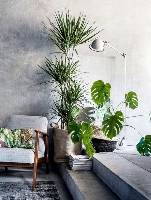 İç Mekan Bitkileri İle Minimalist Tasarım Fikirleri