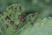 Cercospora Yaprak Lekesi