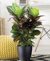 Evde Hava Temizleyen Süs Bitkileri Evde Hava Temizleyen Süs Bitkileri