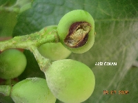 Üzüm Küllemesi (Uncinula Necator)