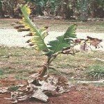 Fusarium (Panama) Solgunluğu Hastalığı