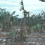 Fusarium (Panama) Solgunluğu Hastalığı