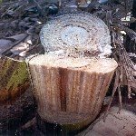 Fusarium (Panama) Solgunluğu Hastalığı