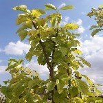 Bitkilerde Demir Noksanlığı Belirtileri Nelerdir?