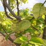 Bitkilerde Demir Noksanlığı Belirtileri Nelerdir?