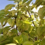 Bitkilerde Demir Noksanlığı Belirtileri Nelerdir?