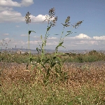 Kanyaş Otu Nedir? Kanyaş Otu Nedir?