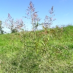 Kanyaş Otu Nedir? Kanyaş Otu Nedir?