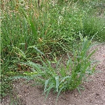 Yeşil Kirpidarı Otu Nedir?