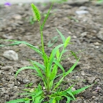 Yeşil Kirpidarı Otu Nedir?