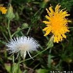 Eşek Marulu Otu Nedir? Eşek Marulu Otu Nedir?