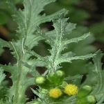 İmam Kavuğu Otu Nedir?