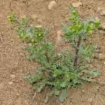 İmam Kavuğu Otu Nedir?