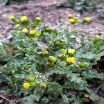 İmam Kavuğu Otu Nedir?