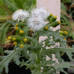 İmam Kavuğu Otu Nedir?