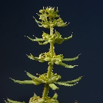 Yapışkan Otu Nedir? Yapışkan Otu Nedir?