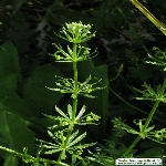 Yapışkan Otu Nedir? Yapışkan Otu Nedir?