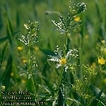 Yapışkan Otu Nedir? Yapışkan Otu Nedir?