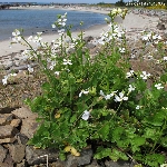 Yabani Turp Otu Nedir? Yabani Turp Otu Nedir?