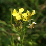 Yabani Turp Otu Nedir? Yabani Turp Otu Nedir?