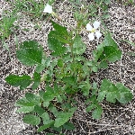 Yabani Turp Otu Nedir? Yabani Turp Otu Nedir?