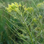 Uzun Süpürge Otu Nedir?