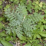 Uzun Süpürge Otu Nedir?