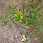 Uzun Süpürge Otu Nedir?