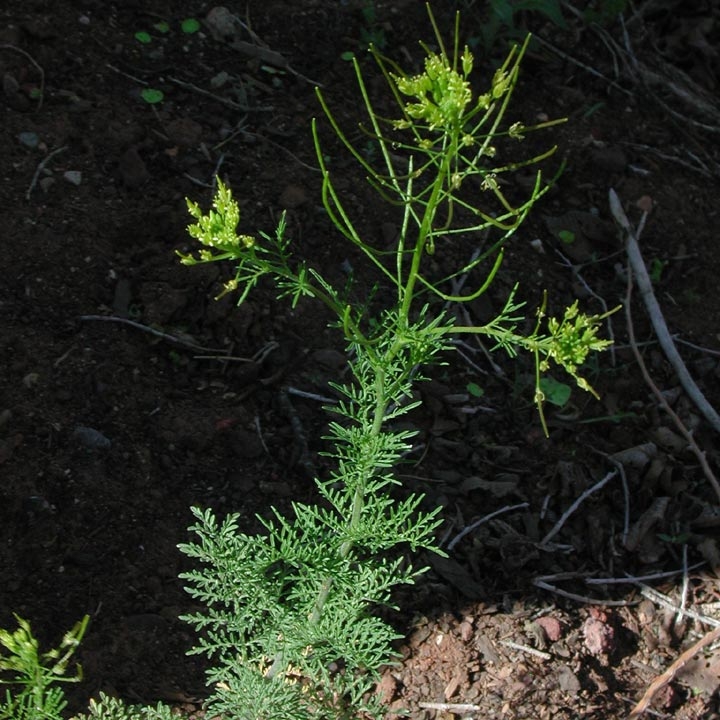 Uzun Süpürge Otu Nedir?