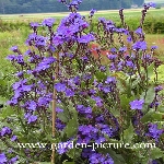 Sığır Dili Otu Nedir?