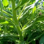 Sığır Dili Otu Nedir?