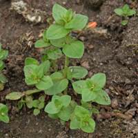 Fare Kulağı Otu Nedir?