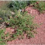 Horoz İbiği Otu Nedir? Horoz İbiği Otu Nedir?