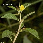 Hint Keneviri Otu Nedir?