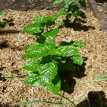 Hint Keneviri Otu Nedir?