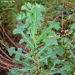 Yabani Marul Otu Nedir?