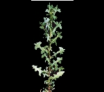 Yabani Marul Otu Nedir?