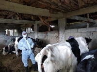 Büyükbaş Hayvanlarda Görülen Yaygın Hastalıklar Ve Korunma Yöntemleri