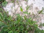 Süpürge Otu (Polygonum Bellardii) Nedir? Özellikleri Ve Yetişme Alanı