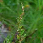 Süpürge Otu (Polygonum Bellardii) Nedir? Özellikleri Ve Yetişme Alanı