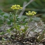 Kuduz Otu Nedir? Özellikleri, Yetiştiği Yerler Ve Faydaları