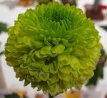 Yabani Krizantem (Kasımpatı) Nedir? Özellikleri Ve Kullanım Alanları Yabani Krizantem (Kasımpatı) Nedir? Özellikleri Ve Kullanım Alanları