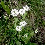Çayır Akça Çiçeği Nedir? Özellikleri, Yetiştiği Yerler Ve Kullanımı Çayır Akça Çiçeği Nedir? Özellikleri, Yetiştiği Yerler Ve Kullanımı